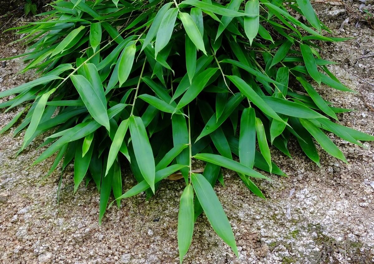 安國北跑藥廠(chǎng)最新招聘信息,安國北跑藥廠(chǎng)的歡樂(lè )招聘日